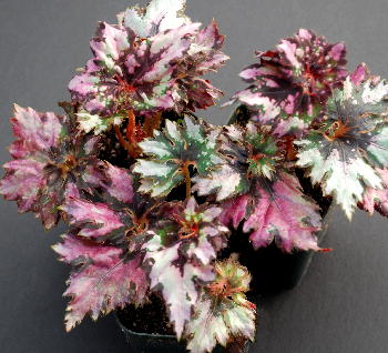 B. ‘Merlin’